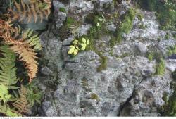 Photo Textures of Rock Mossy