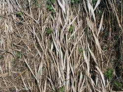 Photo Textures of Grass Dead