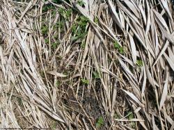 Photo Textures of Grass Dead