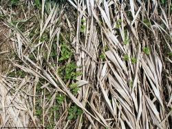 Photo Textures of Grass Dead