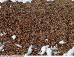 Photo Textures of Grass Dead