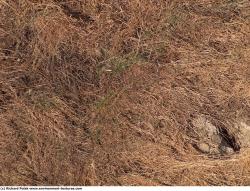 Photo Textures of Grass Dead