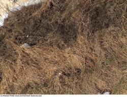 Photo Textures of Grass Dead