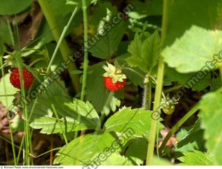 strawberries plant
