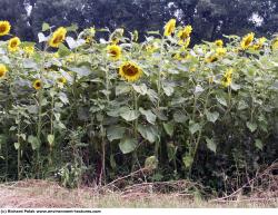 Plant Fields