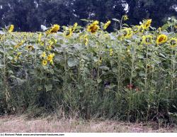 Plant Fields