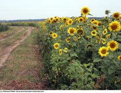 Plant Fields