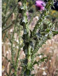 Photo Textures of Thistle