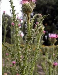 Photo Textures of Thistle