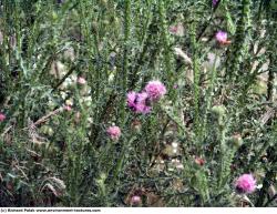 Photo Textures of Thistle