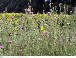 Photo Textures of Thistle