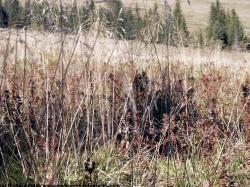 Photo Textures of Grass Dead