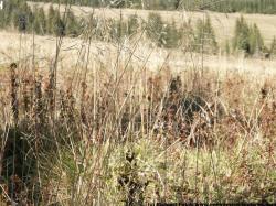 Photo Textures of Grass Dead