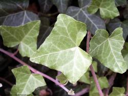 Photo Textures of Ivy