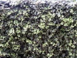 Photo Textures of Ivy