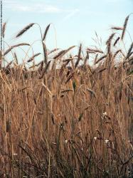 Photo Textures of Plants Fields