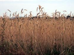 Photo Textures of Plants Fields