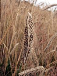 Photo Textures of Plants Fields