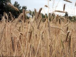 Photo Textures of Plants Fields