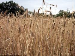 Photo Textures of Plants Fields