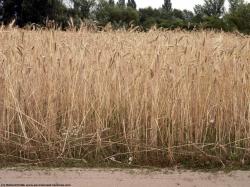 Photo Textures of Plants Fields