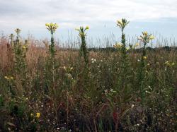 Others Plants