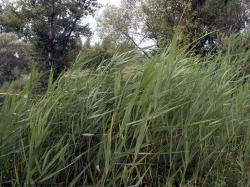 Photo Textures of Grass Tall