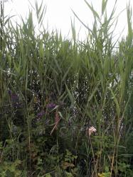 Photo Textures of Grass Tall