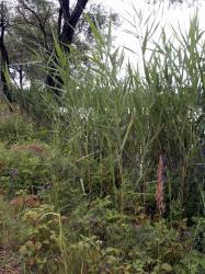 Photo Textures of Grass Tall