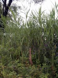 Photo Textures of Grass Tall