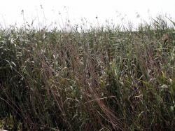 Photo Textures of Grass Tall