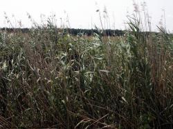 Photo Textures of Grass Tall