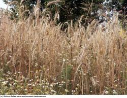 Photo Textures of Plants Fields