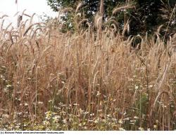 Photo Textures of Plants Fields