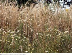 Photo Textures of Plants Fields