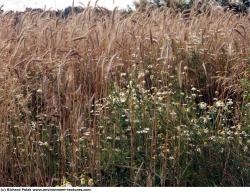 Photo Textures of Plants Fields