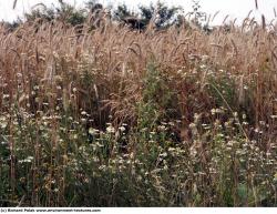 Photo Textures of Plants Fields