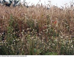 Photo Textures of Plants Fields