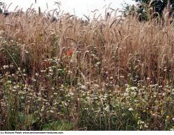 Photo Textures of Plants Fields