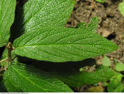 Photo Texture of Leaves