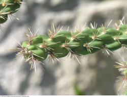 Photo Textures of Cactus