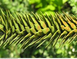 Photo Textures of Cactus