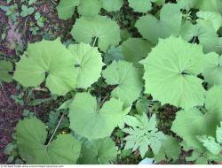 Photo Textures of Plants