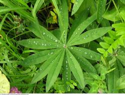 Photo Texture of Leaves