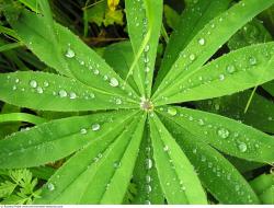 Photo Texture of Leaves