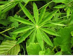 Photo Texture of Leaves