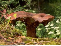 Photo Textures of Mushrooms