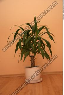 room plant