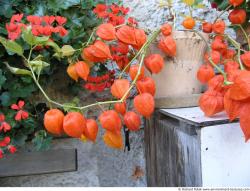 Photo Textures of Flowers