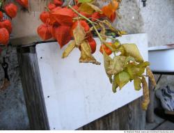 Photo Textures of Flowers